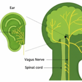 ear vagus nerve ear vagus nerve