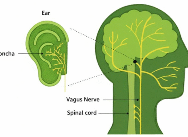 ear vagus nerve ear vagus nerve