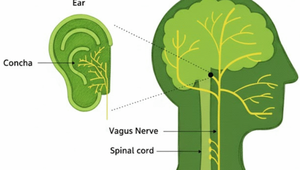 ear vagus nerve