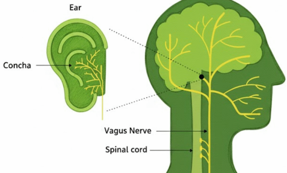 ear vagus nerve ear vagus nerve